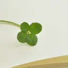 みらいの訪問看護